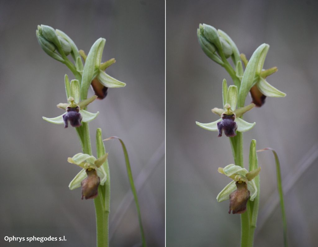 Ophrys minipassionis nell''Appennino Tosco-Emiliano